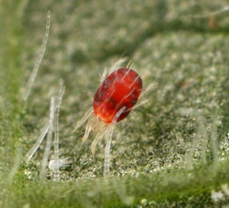 Adult European red mite